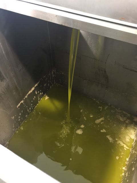 きれいなエメラルドグリーンのオリーブオイルを搾油