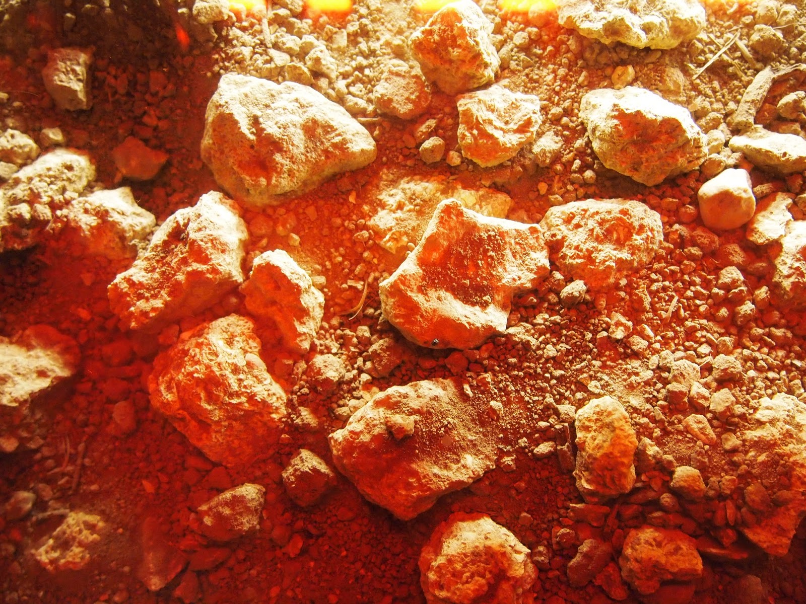 岩や貝がゴロゴロ ミネラリーな味わいになることがよくわかります